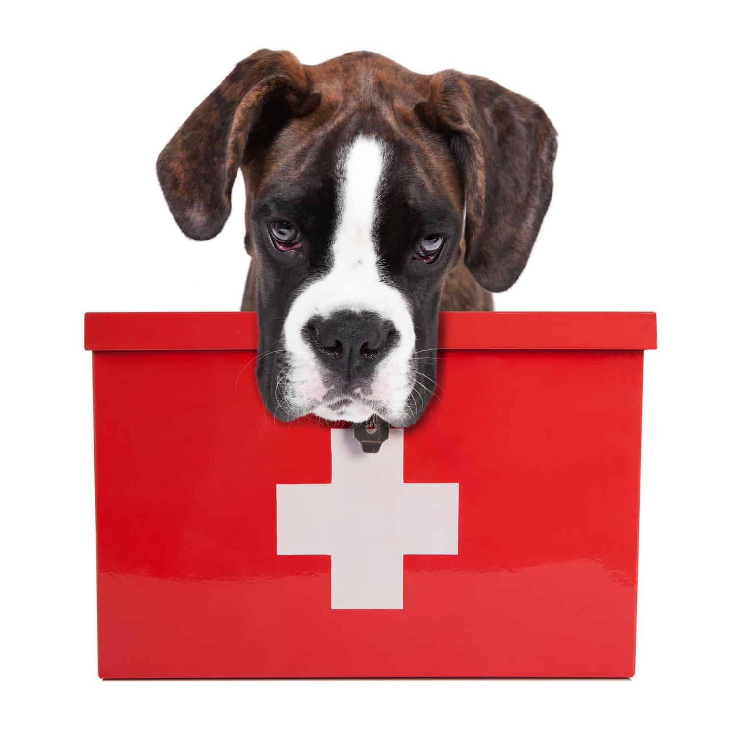 Canva Dog with medicine
