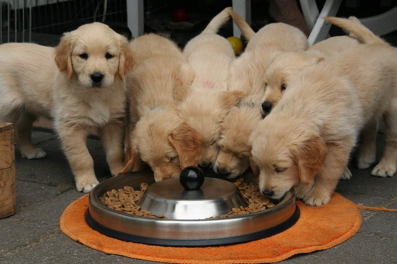 about fureverdogma dog breeders golden retriever puppies