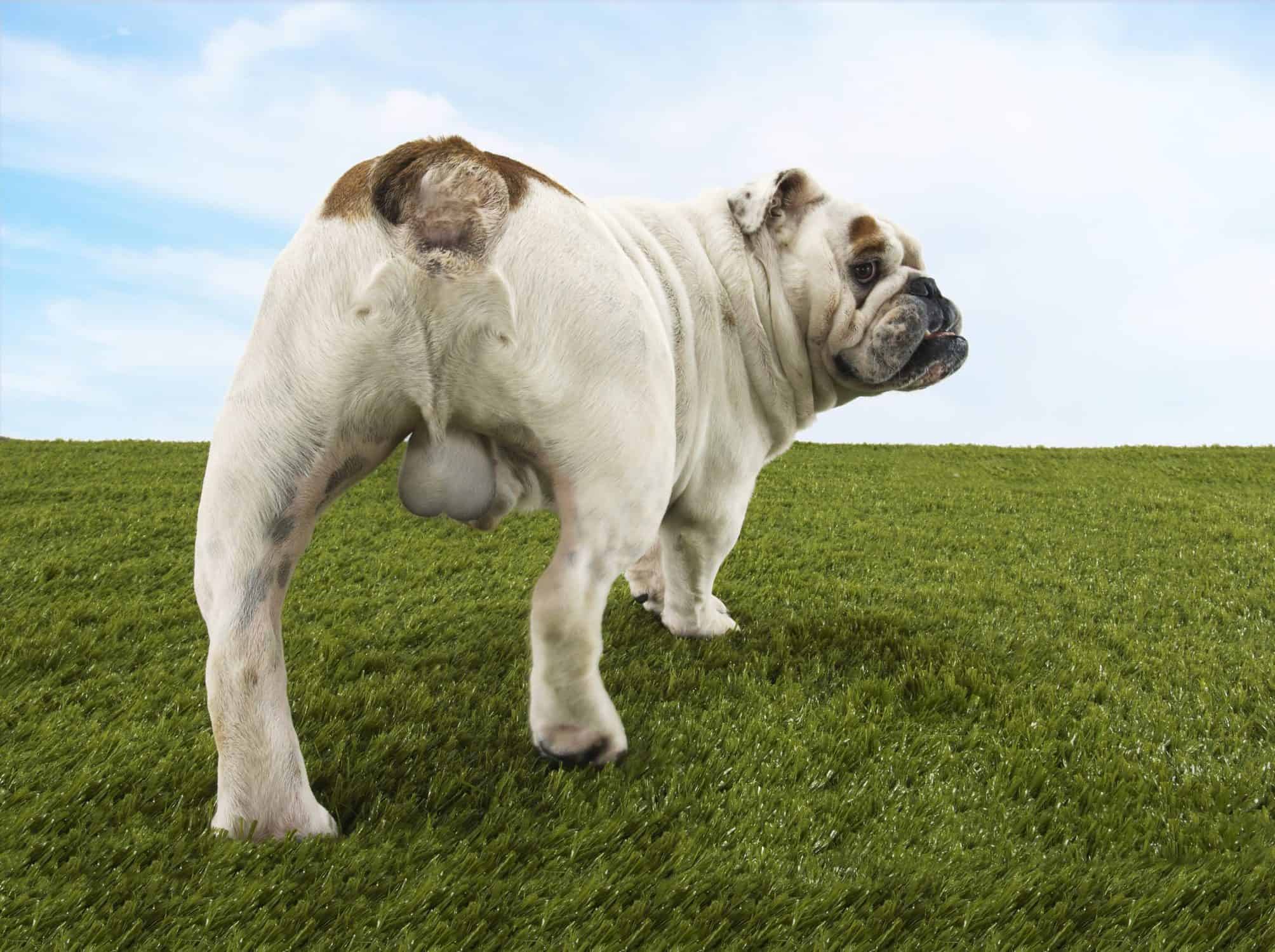 Cryptorchidism In Dogs Cryptorchid, Is Your Dog One? » FureverDogMa