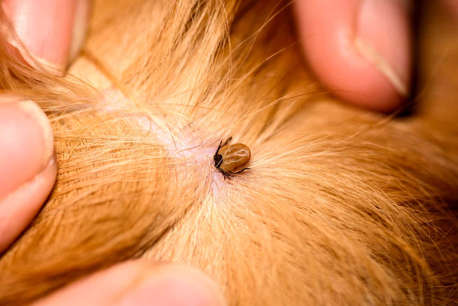 Tick embbeded in dog skin