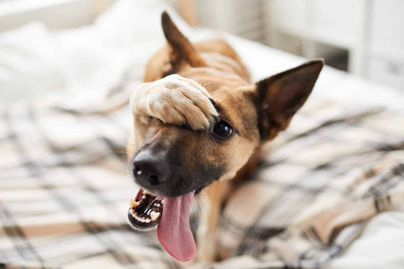 Canva Embarassed Dog on Bed 1