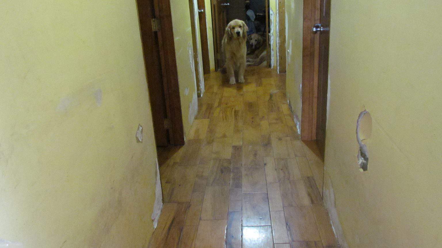 Dog Eating Drywall? How to Stop Your Dog From Destroying Your Walls!