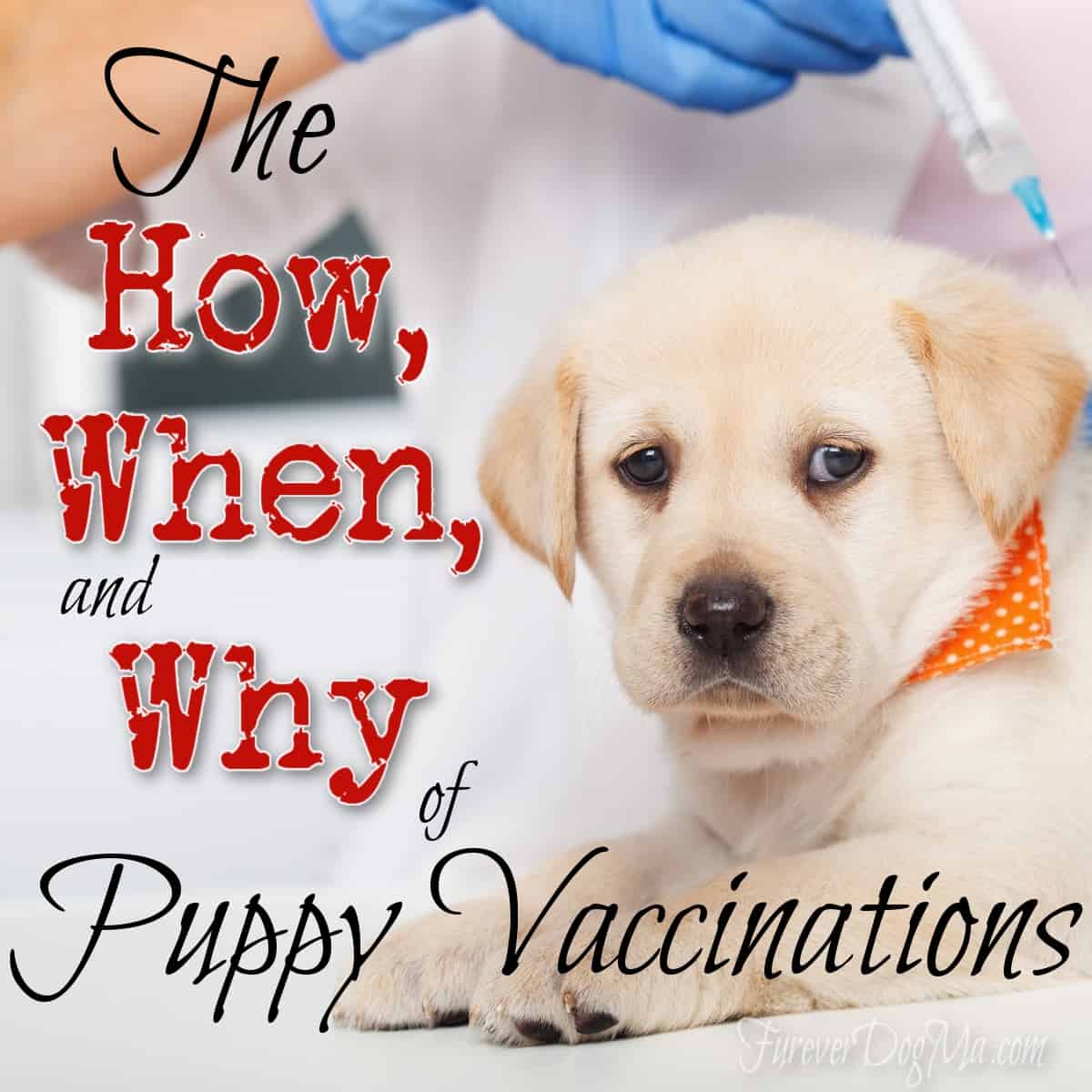 Puppy Vaccinations cover photo