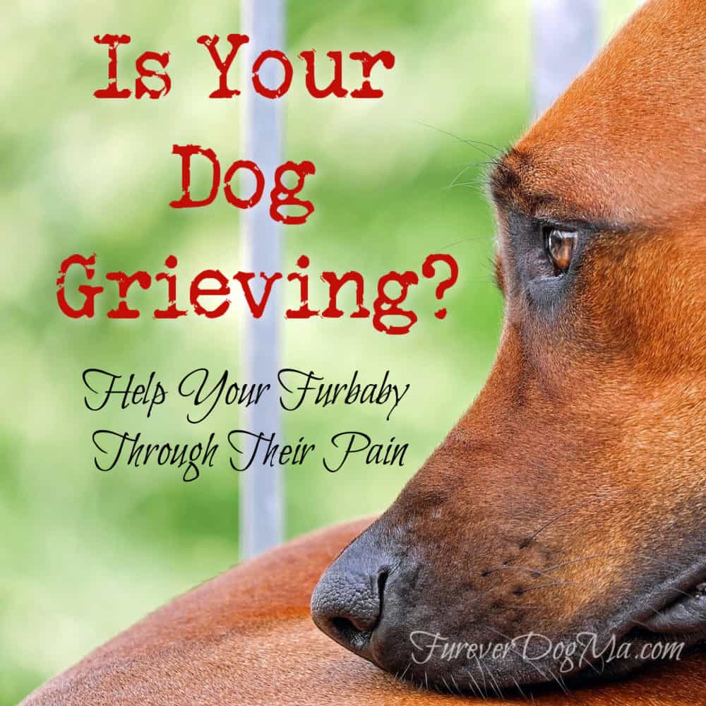 blog pic dog grief