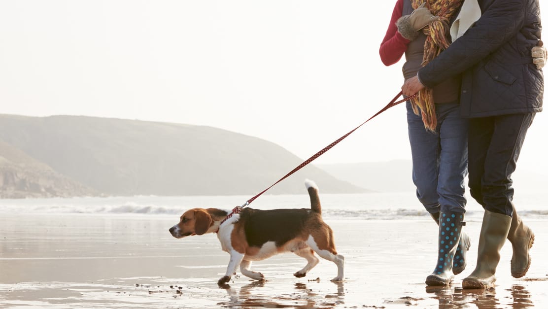 fureverdogma dog trainers dog walking couple