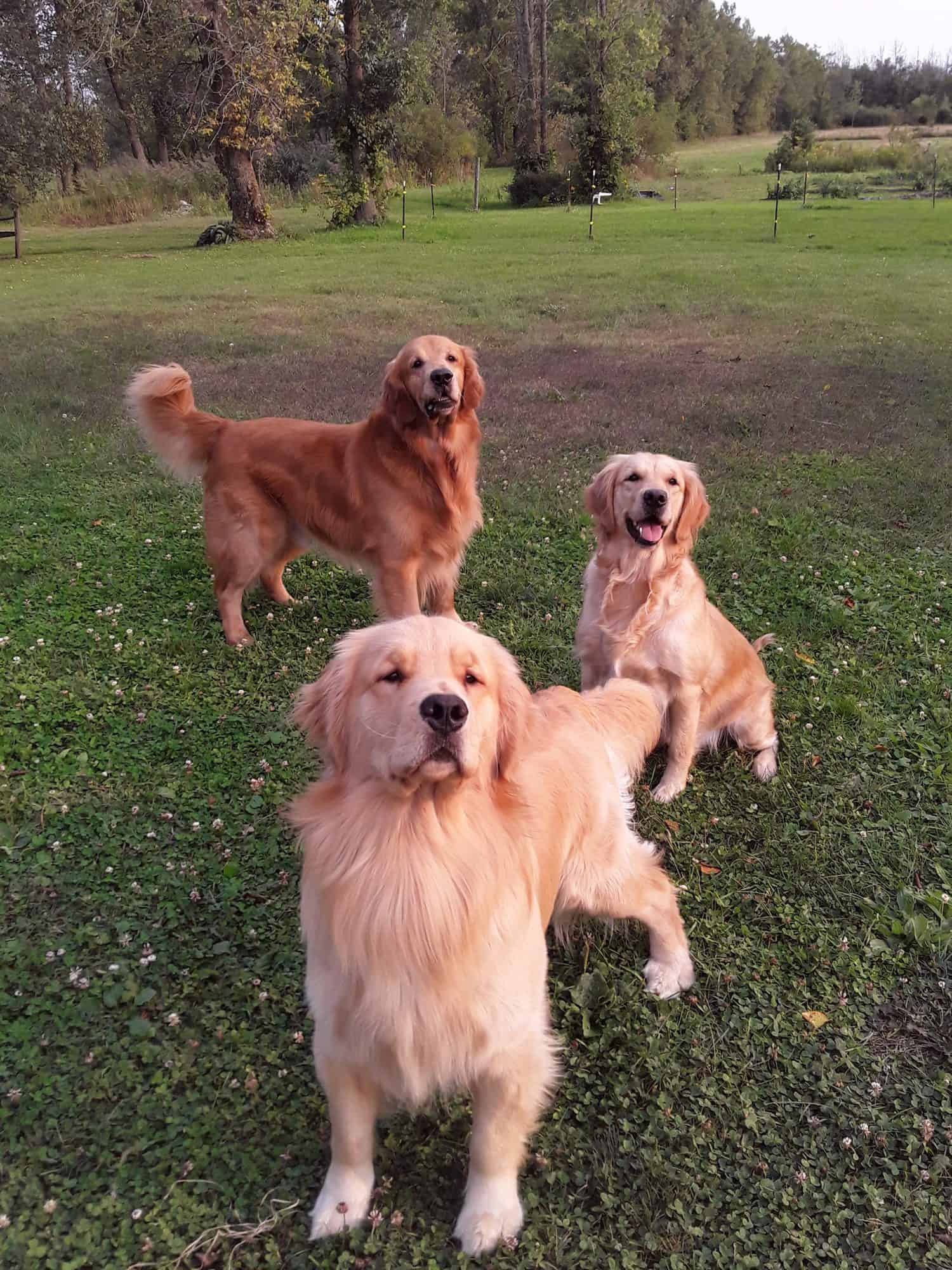 fureverdogma dog breeders three golden retriever dogs
