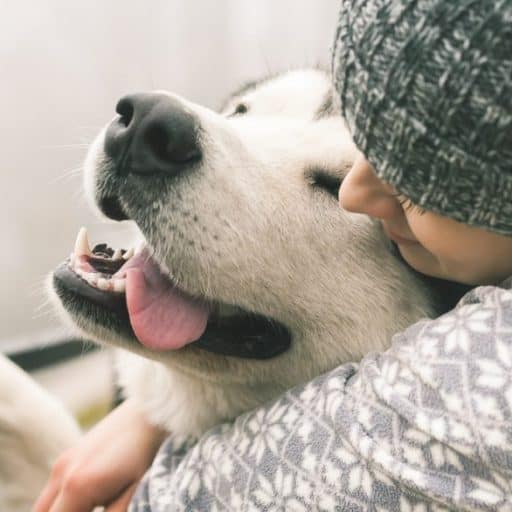 fureverdogma dog blog for great dog owner tips